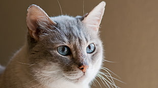 short-fur gray cat